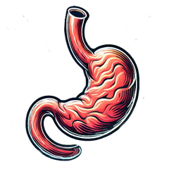 Facilite ta digestion