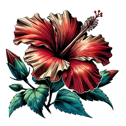 Hibiscus