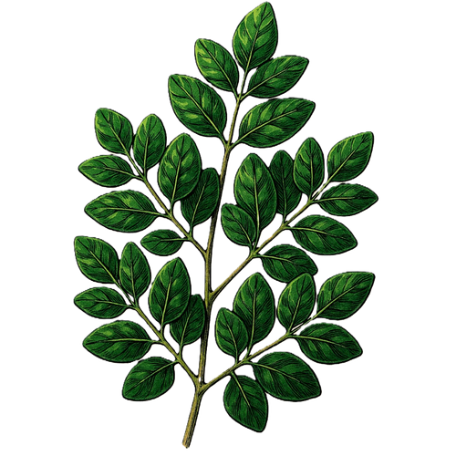 Moringa
