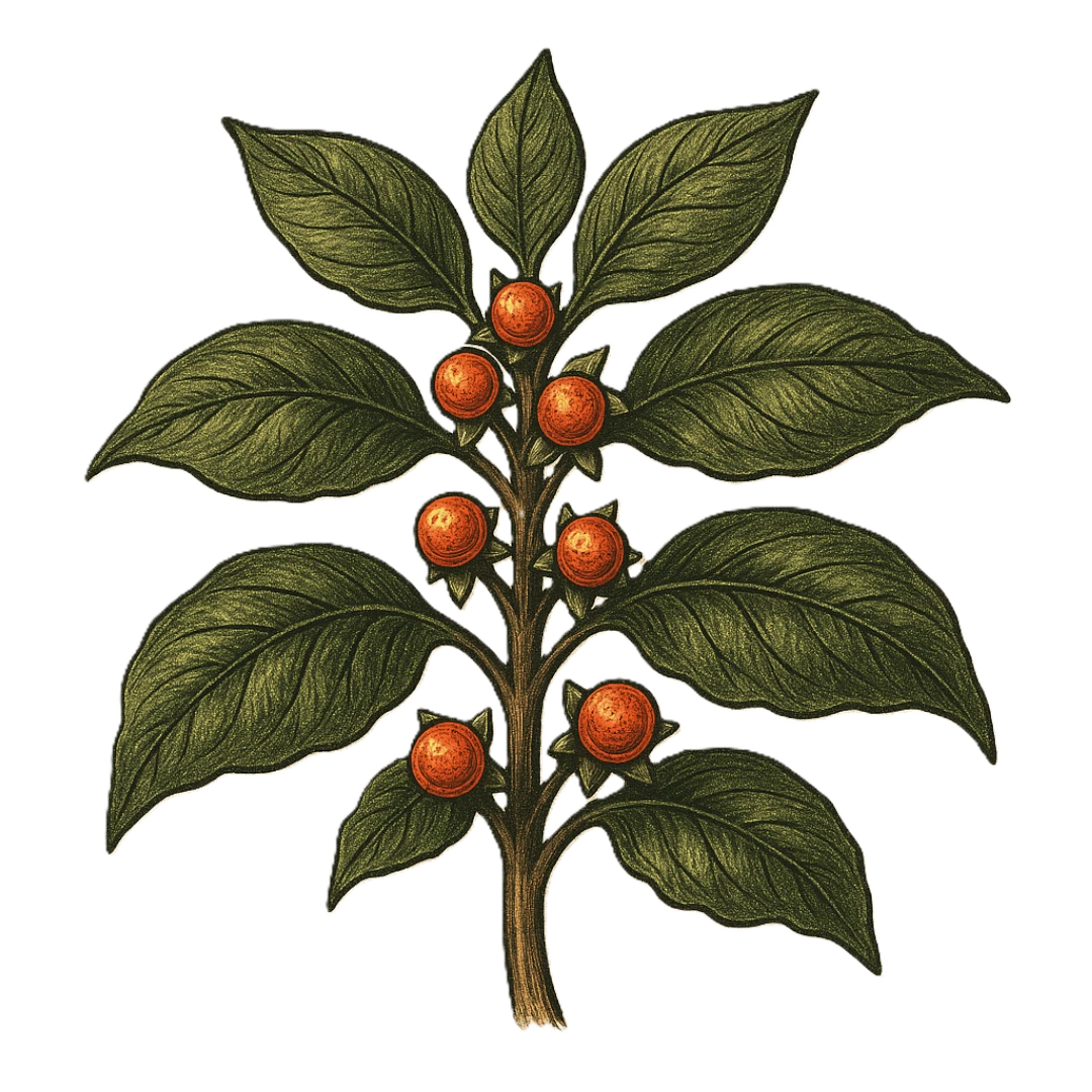 Ashwagandha